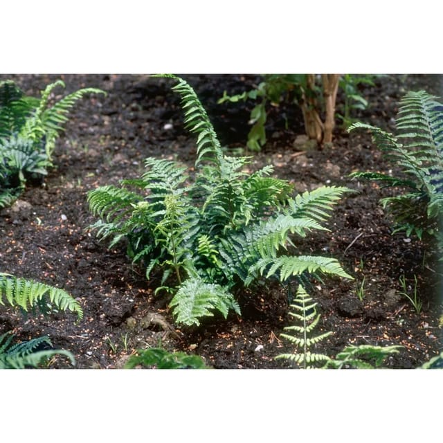 Dryopteris Affinis Crispa Goldschuppenfarn Ca. 9x9 cm Topf
