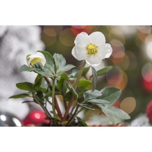 Helleborus Niger Christrose Ca. 11x11 cm Topf