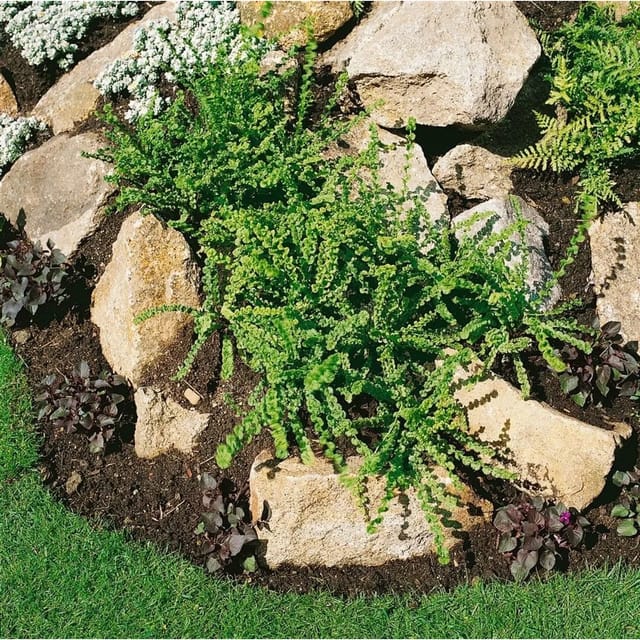 Athyrium Filix-femina Frizelliae Frauenfarn Ca. 9x9 cm Topf