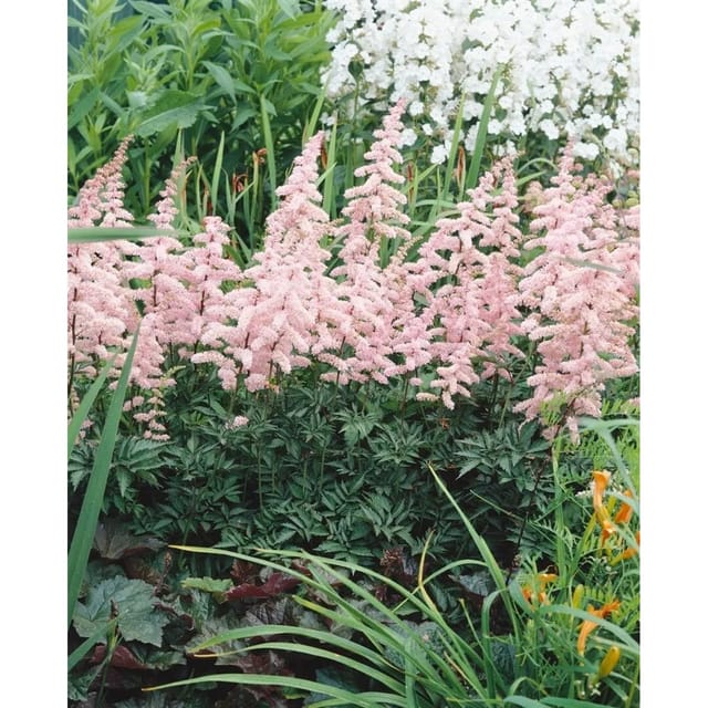 Astilbe X Arendsii Grete Püngel Prachtspiere Ca. 9x9 cm Topf