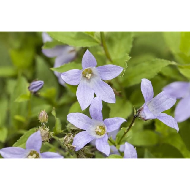 Campanula Lactiflora Dolden Glockenblume Ca. 9x9 cm Topf
