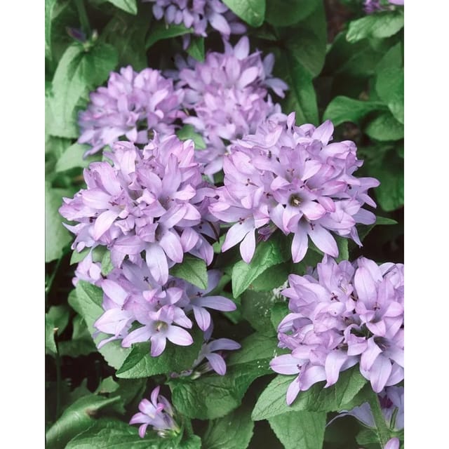 Campanula Glomerata Caroline Knäuelglockenblume Ca. 9x9 cm Topf