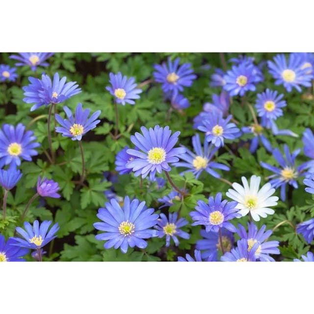 Anemone Blanda Blue Shades Balkan Windröschen Ca. 9x9 cm Topf