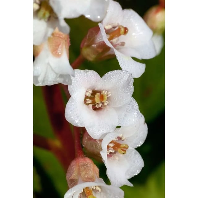 Bergenia Stracheyi Brahms Riesensteinbrech Ca. 11x11 cm Topf