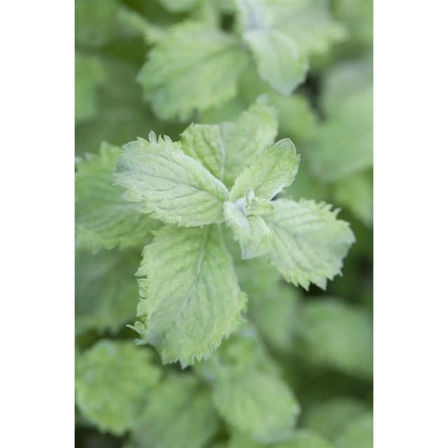 Mentha Sp. Mojito Minze Ca. 11x11 cm Topf