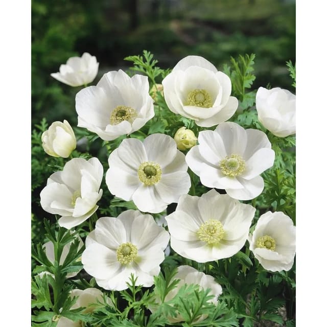 Anemone Leveillei Ca. 9x9 cm Topf