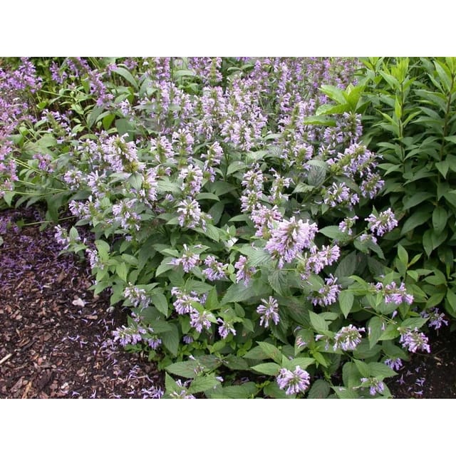 Agastache Foeniculum Anisysop Ca. 9x9 cm Topf