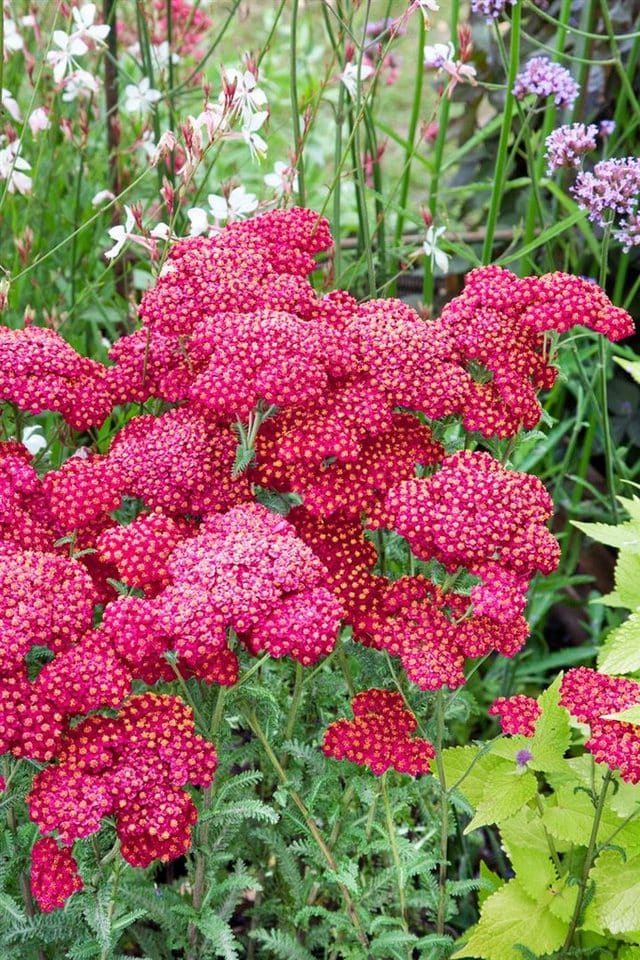 Achillea Millefolium Red Velvet Schafgarbe Ca. 9x9 cm Topf