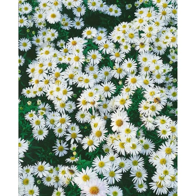 Aster Dumosus Schneezicklein Kissenaster Ca. 9x9 cm Topf