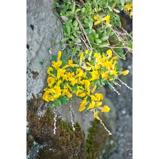 Chamaecytisus Ratisbonensis Regensburger Geißklee 20-30 cm