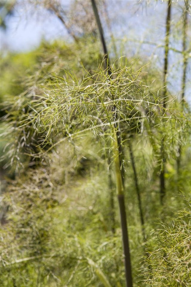 Foeniculum Vulgare Bronce Fenchel Ca. 11x11 cm Topf