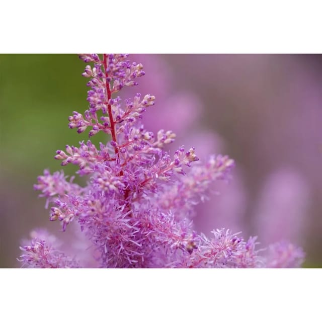 Astilbe X Arendsii Prachtspiere Rosa 2 Liter Container