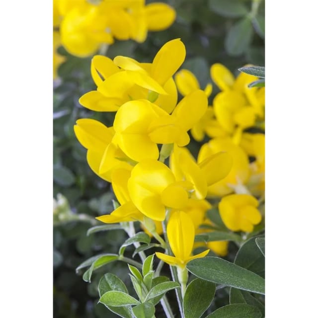 Genista Tinctoria Färberginster 30-40 cm