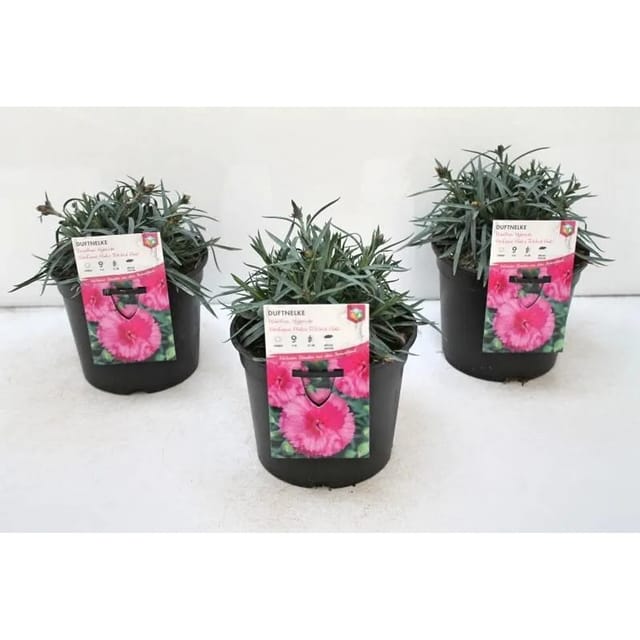 Dianthus Perfume Pinks Tickled Pink 2 Liter Container