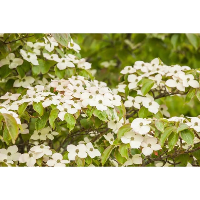 Cornus Kousa Japanischer Blumen-Hartriegel 60–80 cm