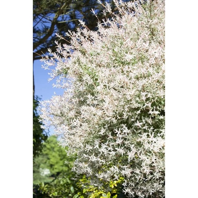 Salix Integra Hakuro Nishiki Japanische Weide Rosa-Weiß 30–40 cm
