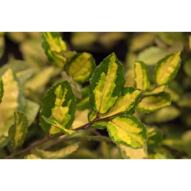Elaeagnus Pungens Maculata Gelb-Grün 60–100 cm