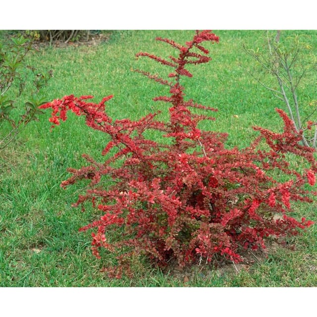 Berberis Thunbergii Green Carpet Teppich-Berberitze Grün 20–30 cm