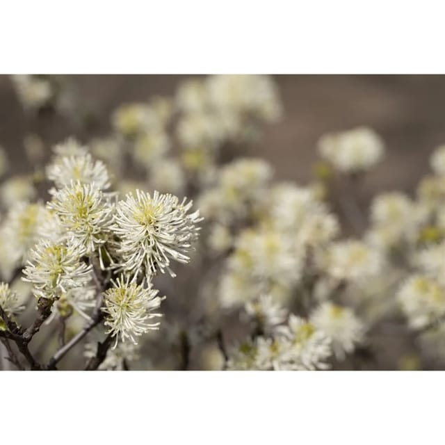 Fothergilla Major Federbuschstrauch 40–50 cm