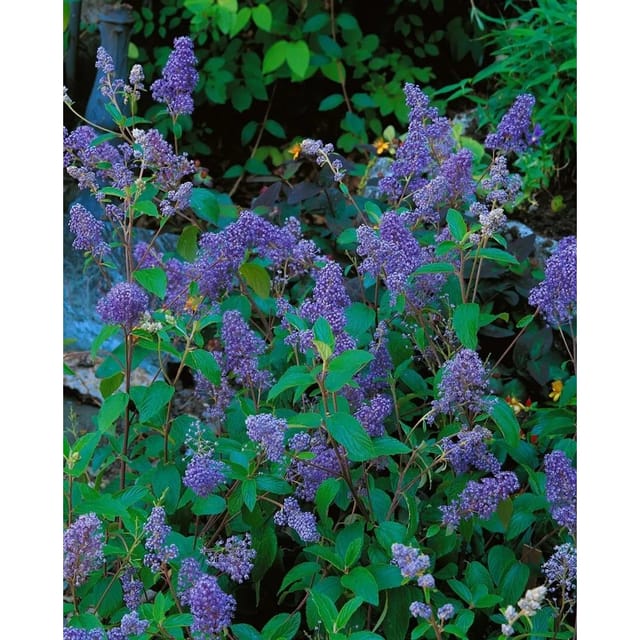 Ceanothus Delilianus Henry Desfosse Säckelblume Blau 40–60 cm