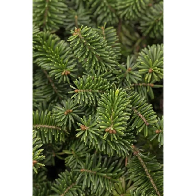 Abies Balsamea Nana Balsam-Tanne Kompakt 50–60 cm