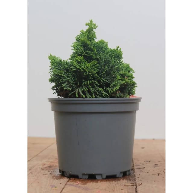 Chamaecyparis Obtusa Nana Gracilis Zwerg-Scheinzypresse Ca. 12 cm Topf