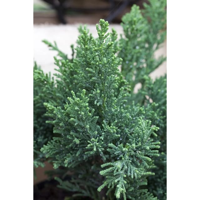 Chamaecyparis Obtusa Drath Hinoki-Scheinzypresse 50–60 cm