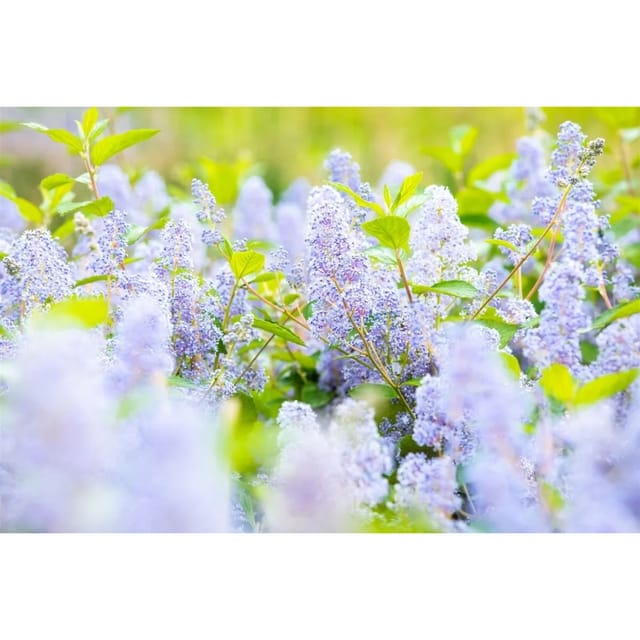 Ceanothus Delilianus Gloire D.Versailles Säckelblume Blau 40–60 cm