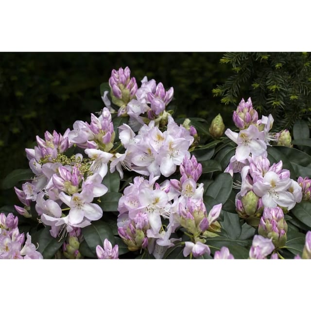 Rhododendron Hybr. Gomer Waterer Weiß-Rosa Blüten 40–50 cm
