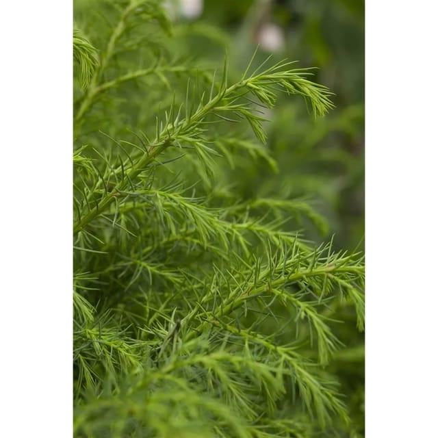 Cryptomeria Japonica Giokomo Japanische Sicheltanne 40–60 cm