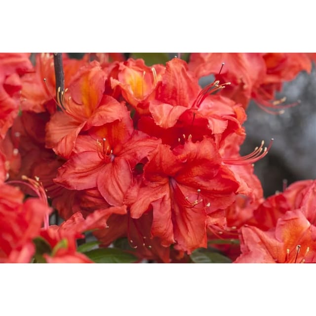 Rhododendron Luteum Feuerwerk Gelb-Orange 20–30 cm