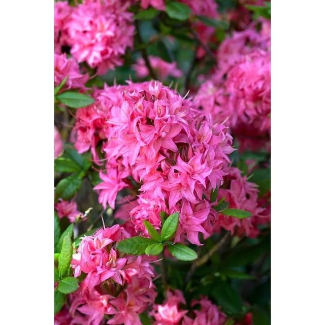 Rhododendron Luteum Homebush Leuchtend Rosa 125–150 cm