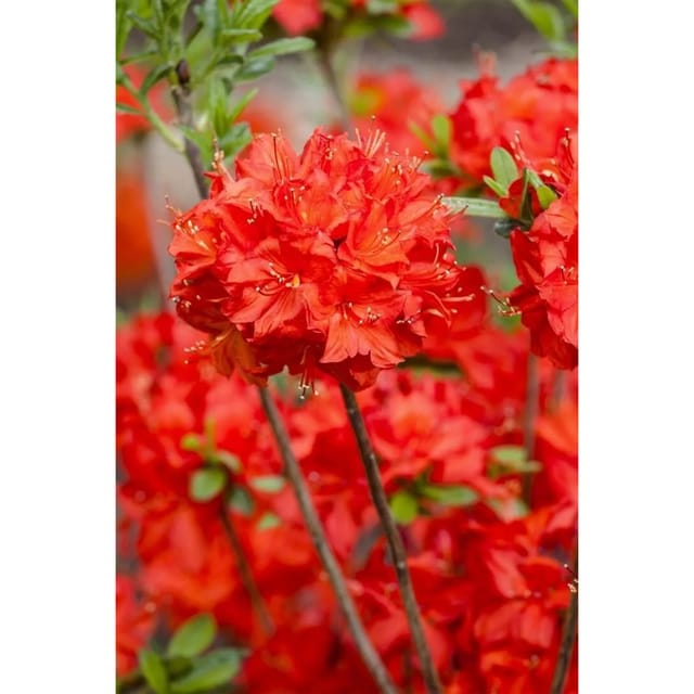 Rhododendron Luteum Nabucco Leuchtend Rot 20–30 cm
