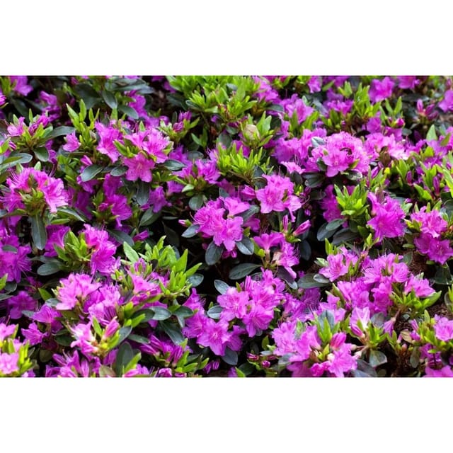Rhododendron Obtusum Königstein Lila Blüten 10–15 cm