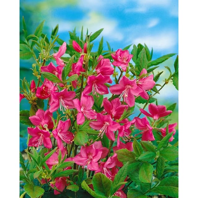 Rhododendron Albrechtii Rosa Blüten 40–50 cm