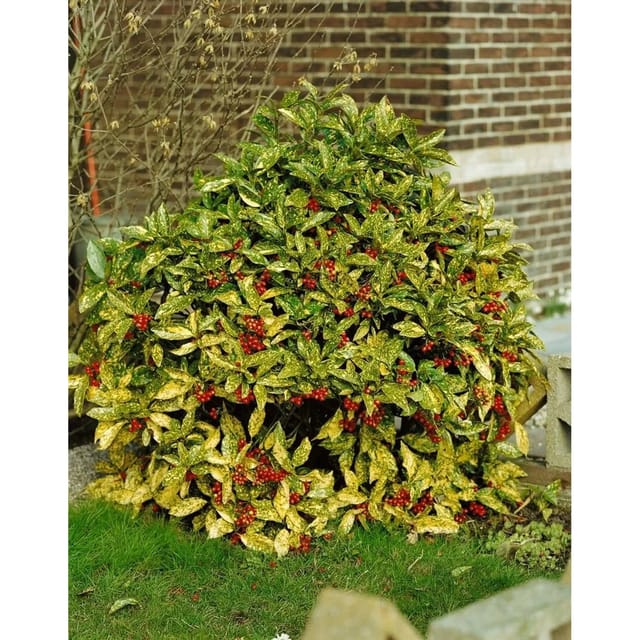 Aucuba Japonica Crotonifolia Japanische Aukube Grün-Gelb 10–15 cm