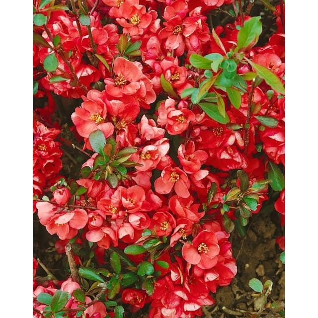 Chaenomeles Hollandia Zierquitte Rot 80–100 cm