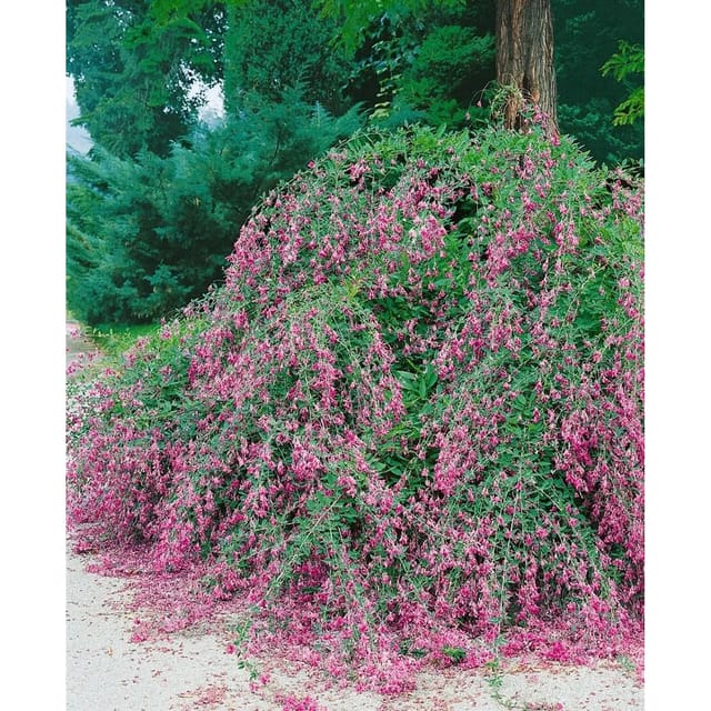 Lespedeza Buergeri 30–40 cm Zierlich Pflegeleicht