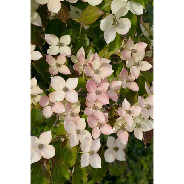 Cornus Kousa Dwarf Pink Japanischer Blumen-Hartriegel Rosa 80–100 cm