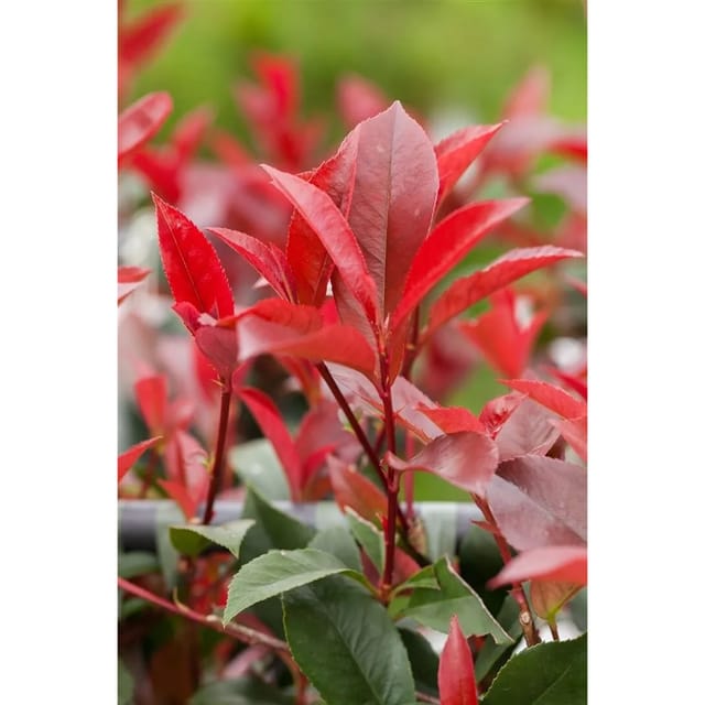 Photinia Fraseri Devils Dream ® Glanzmispel Rot 80–100 cm
