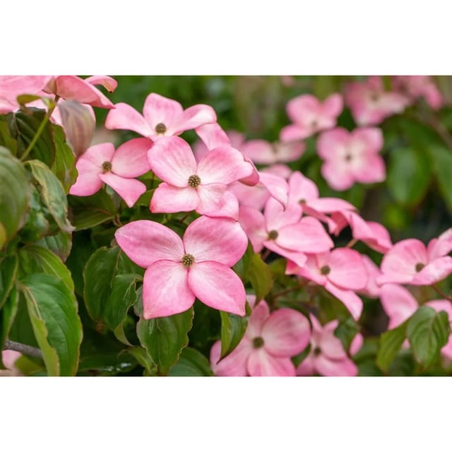 Cornus Florida Rubra Blumen-Hartriegel Rosa Blüten 40–60 cm