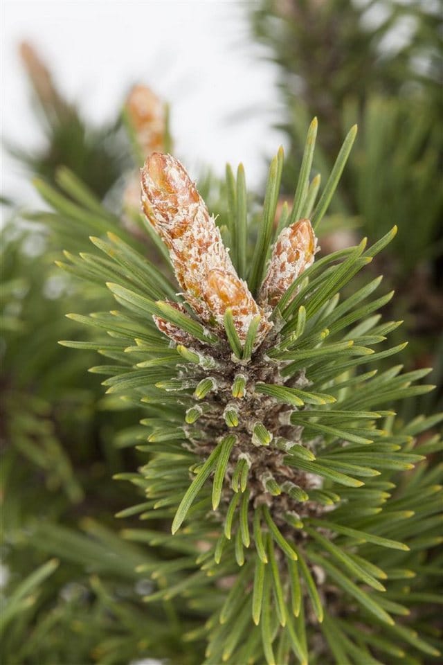 Pinus Mugo Humpy Bergkiefer Kompakt Ca. 9x9 cm Topf