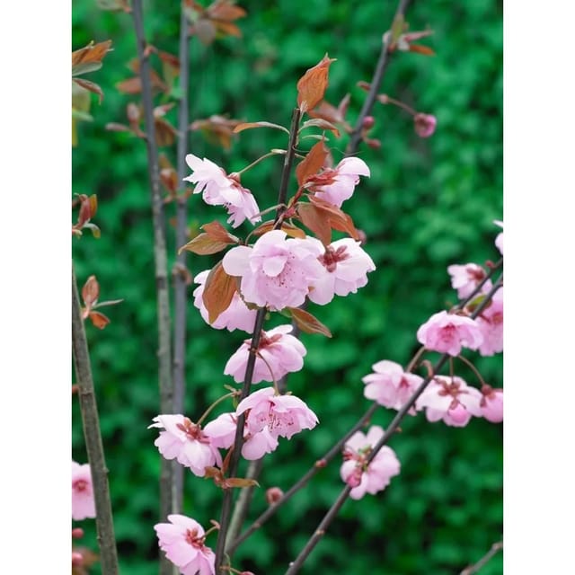 Prunus Cerasifera Pleniflora Blutpflaume Gefüllt 80–100 cm