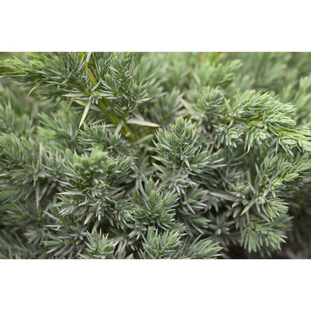 Juniperus Communis Meyer Wacholder Grün 20–25 cm