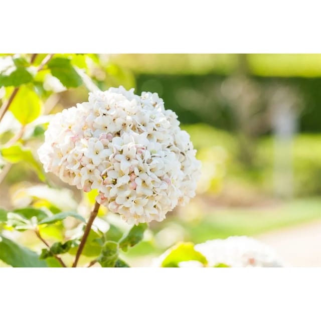 Viburnum Carlcephalum Duftschneeball Weiß Ca. 12 cm Topf