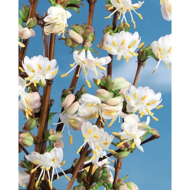 Lonicera Purpusii Winter Beauty Duft-Heckenkirsche Cremeweiß 60–100 cm
