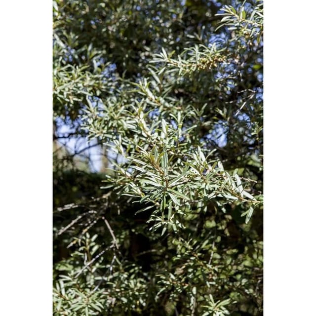 Hippophae Rhamnoides Hikul Sanddorn Kompakt 30–40 cm