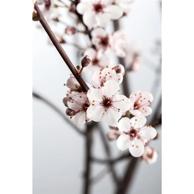 Prunus Cistena Blutpflaume Dunkelrot 120 cm Stammhöhe