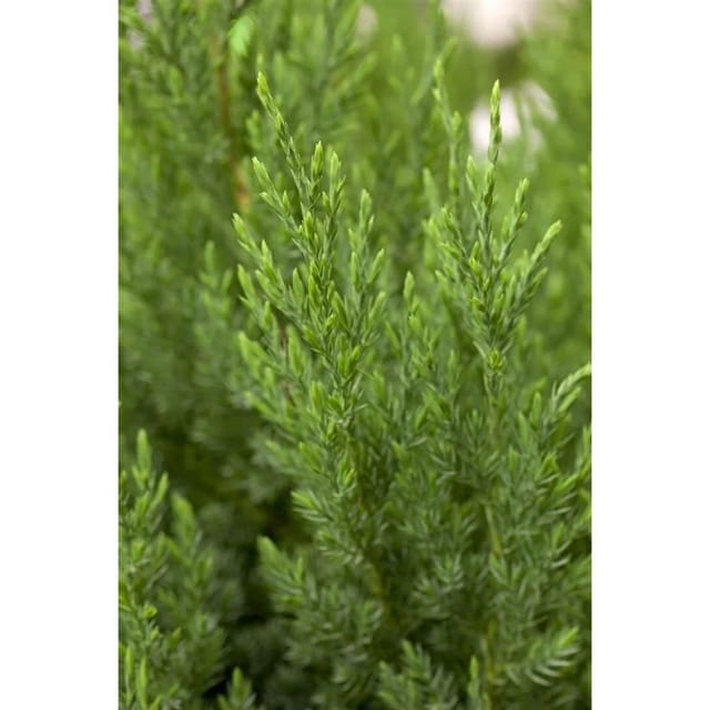 Juniperus Chinensis Stricta Chinesischer Wacholder 100–125 cm