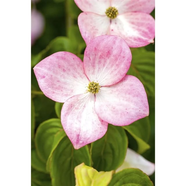 Cornus Kousa Satomi Japanischer Blumen-Hartriegel Rosa 125–150 cm